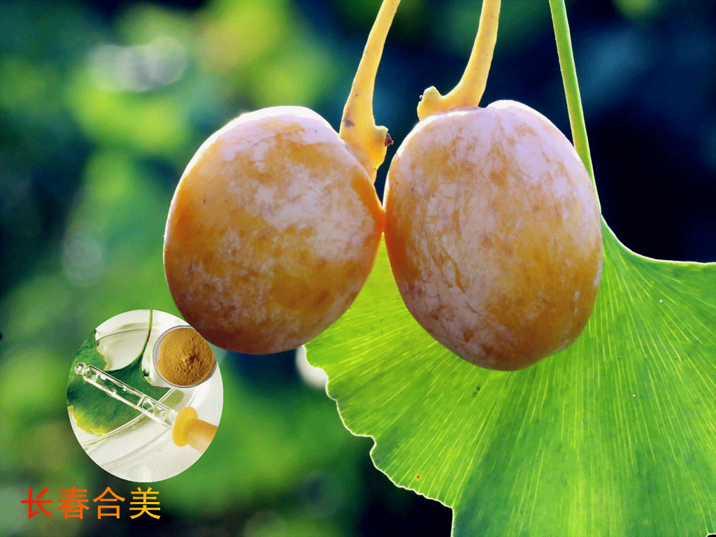 GINKGO BILOBO