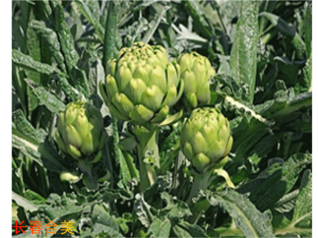 朝鲜蓟甙提取物