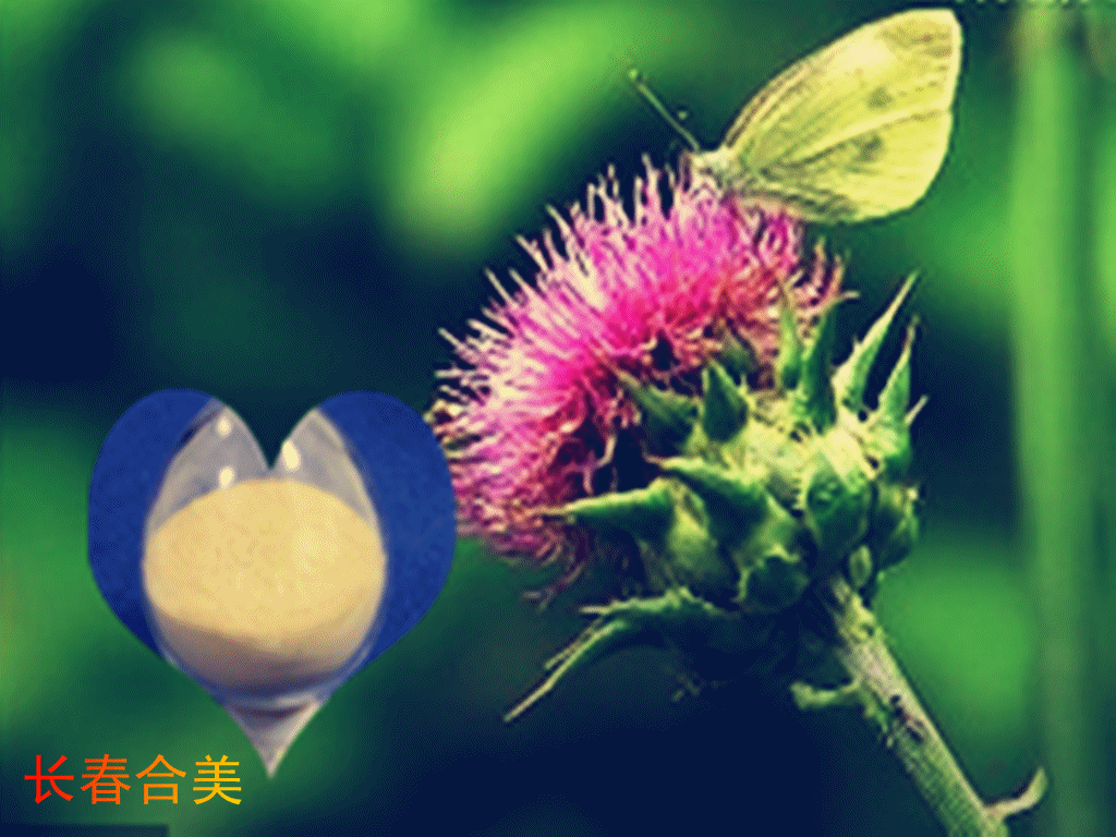MILK THISTLE EXTRACT