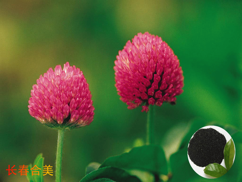 TRIFOLIUM PRATENSE L