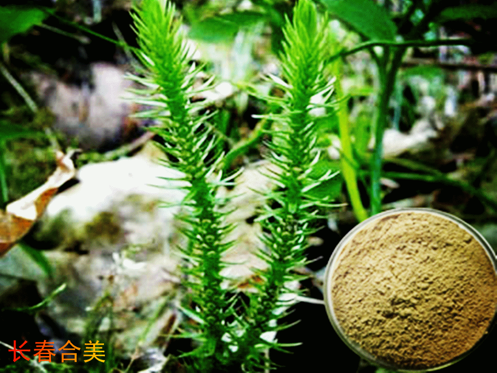 石杉碱甲