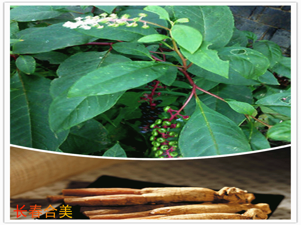 KOREAN GINSENG